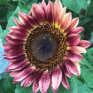 Pro-cut Plum Sunflower Thumbnail